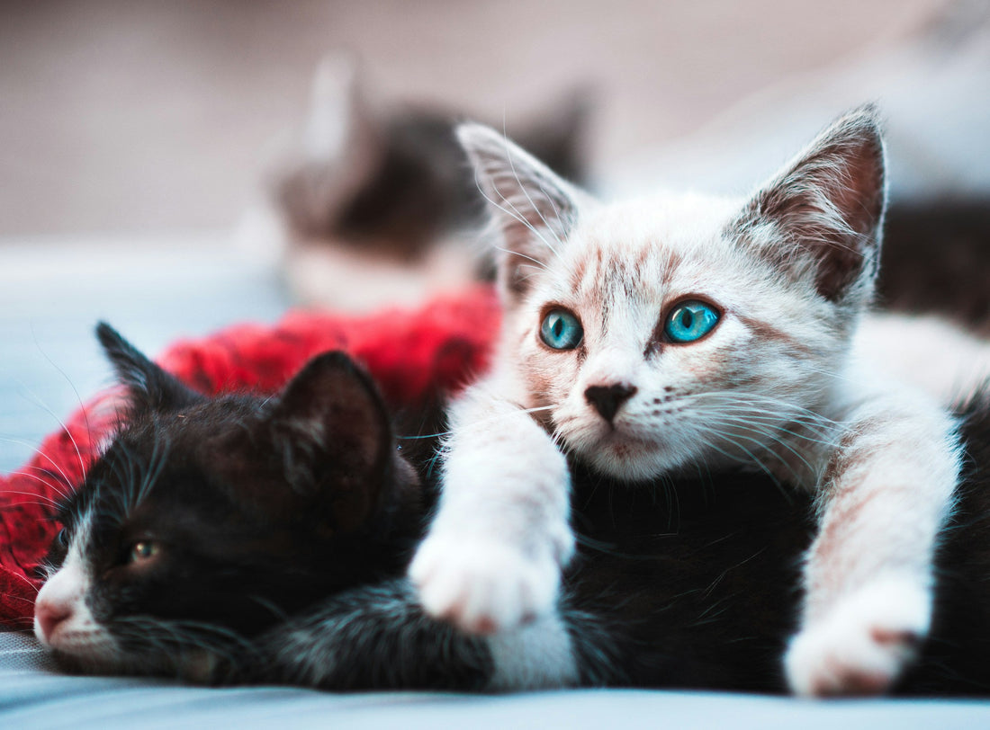 9 Best Litter Cleanup Business Ideas (2025)