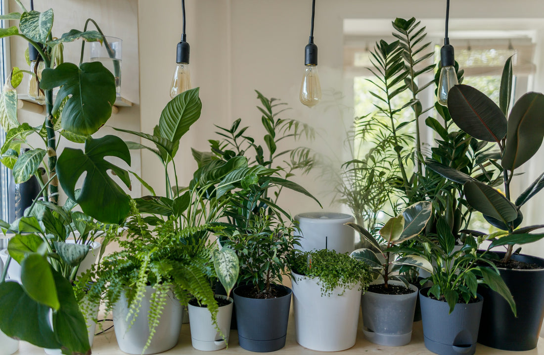 15 Best Places to Buy Cheap Plants in 2024: Complete Guide