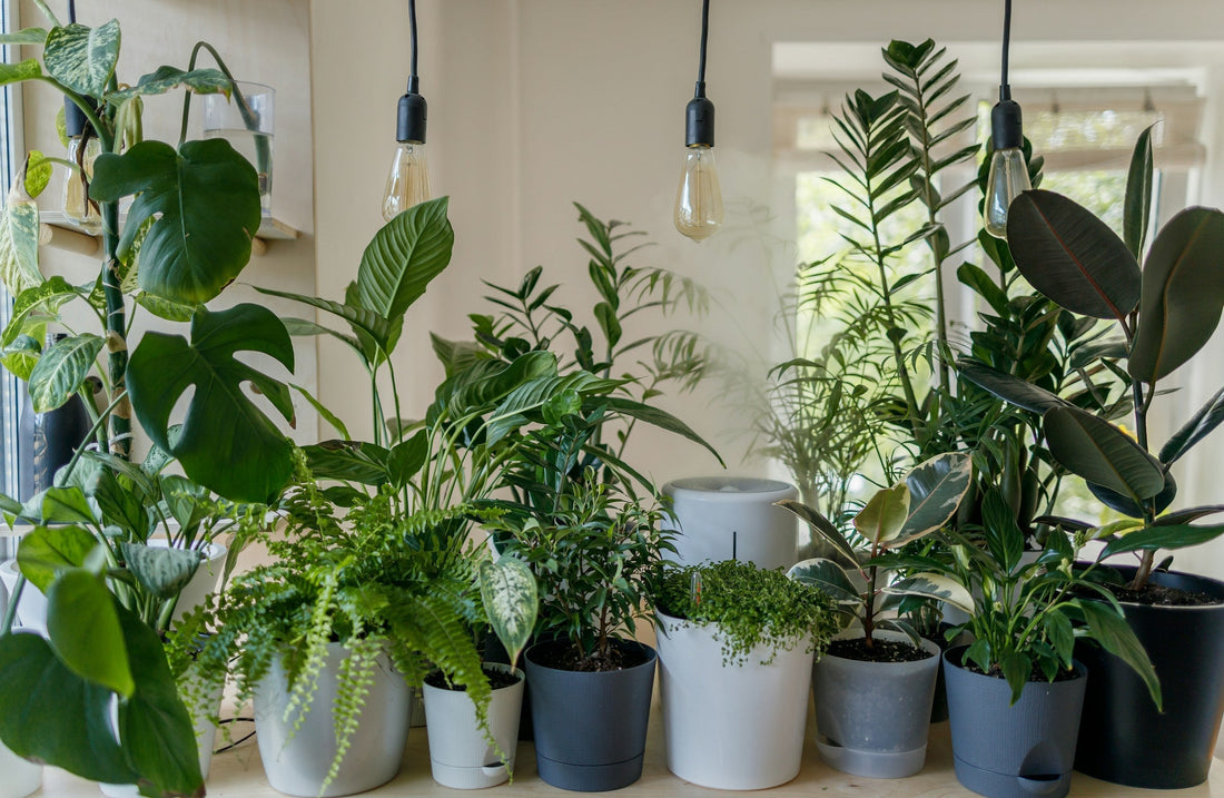 15 Best Places to Buy Cheap Plants in 2025: Complete Guide