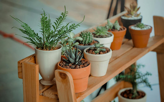 20 Places to Get Free Plants in 2025: Expand Your Garden on a Budget